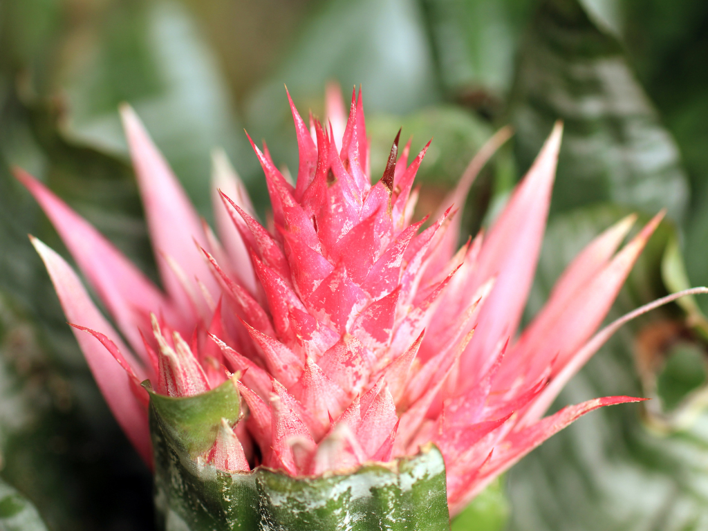 Aechmea Plant Care: A Beginner’s Guide to Growing