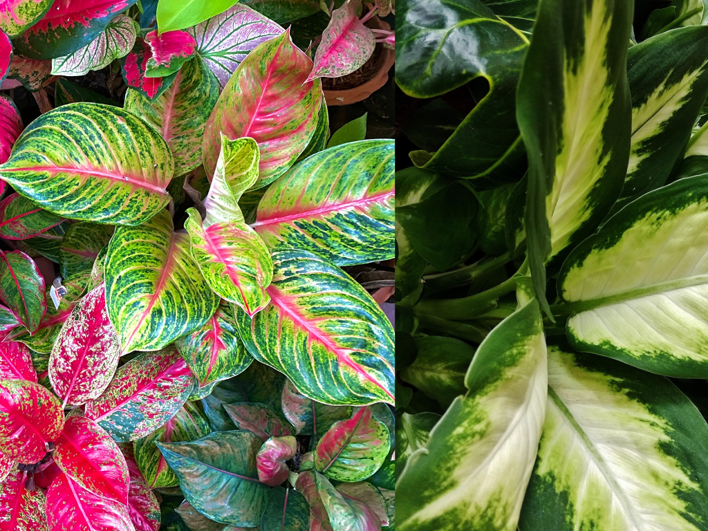 Aglaonema vs Dieffenbachia: How to Tell the Difference and Care for Both