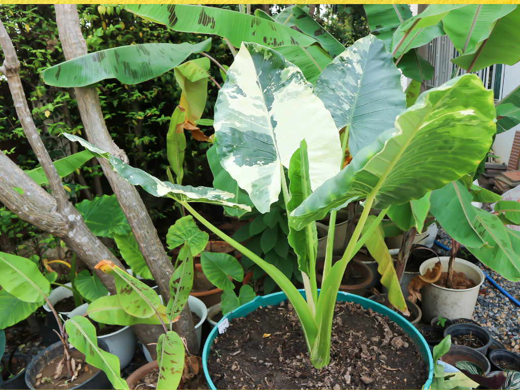 Alocasia Lauterbachiana Care: Grow the Striking Purple Sword Plant