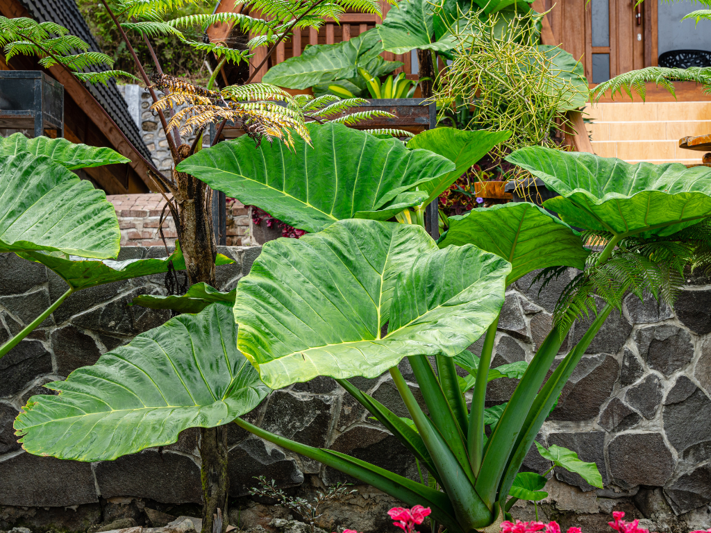 Alocasia Macrorrhizos Seeds: What You Need to Know Before Planting