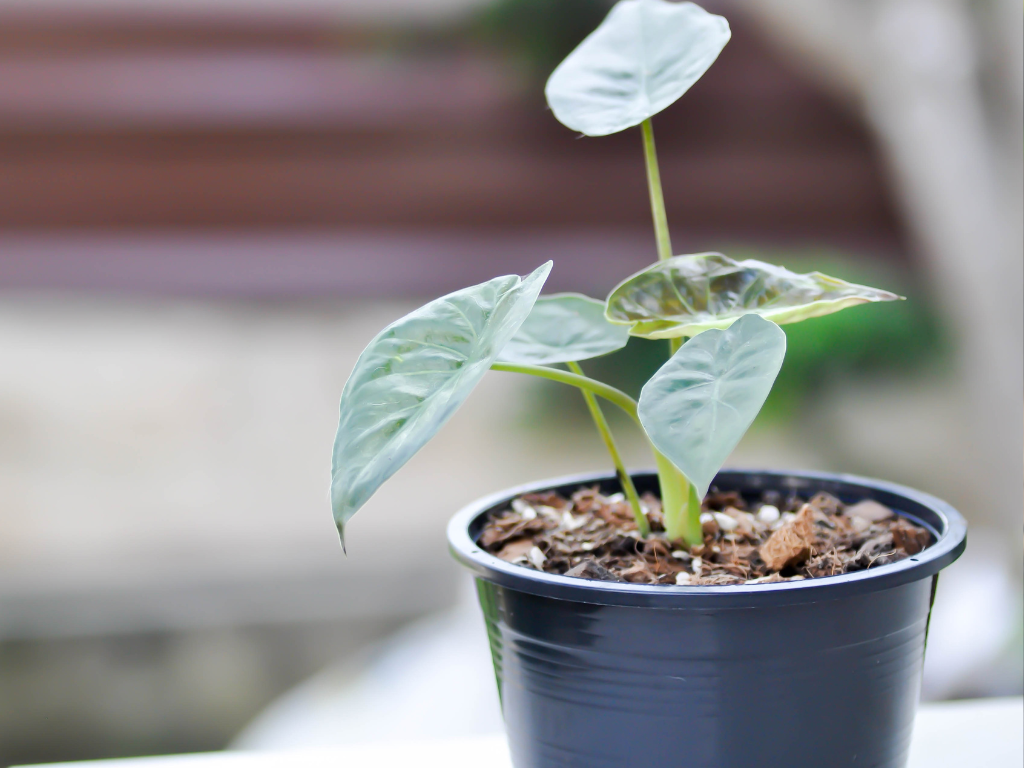 Growing the Striking Alocasia Wentii: A Guide for Indoor and Outdoor Cultivation
