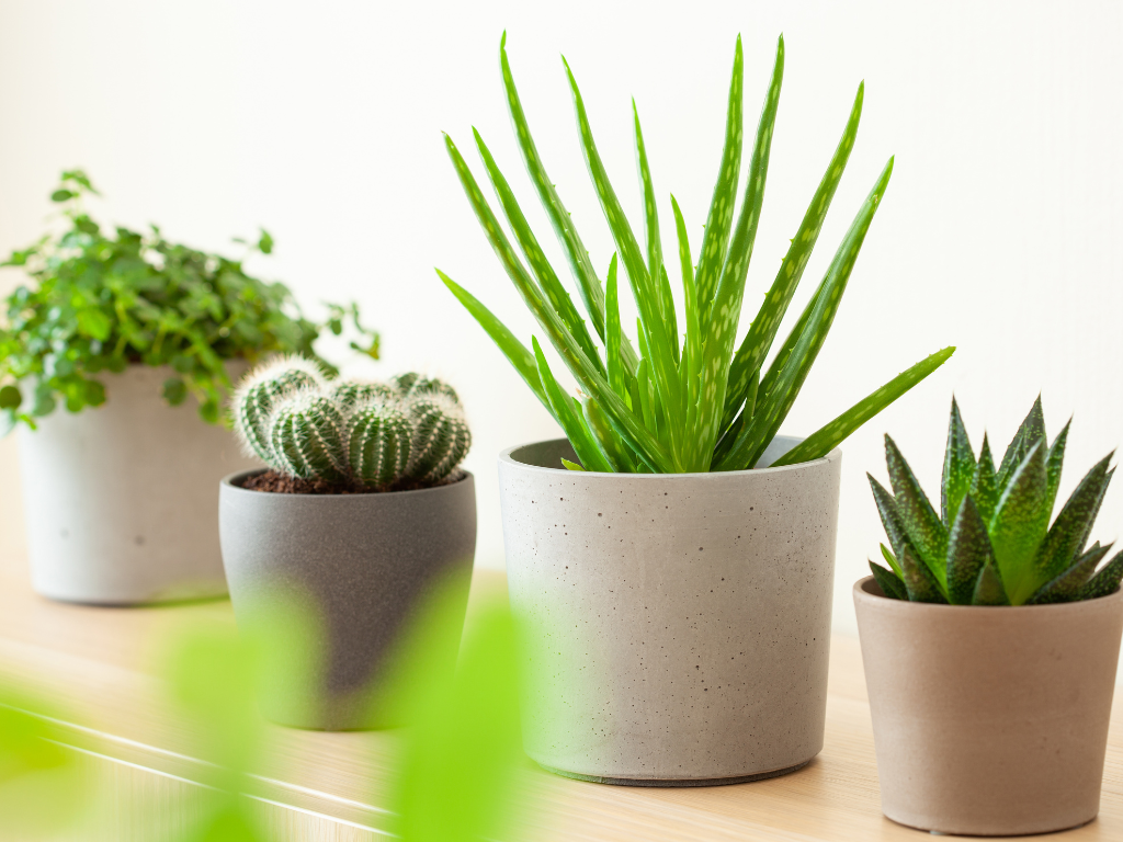 The Ultimate Care Guide for Aloe × Gasteria: Growing and Maintaining Your Unique Plant