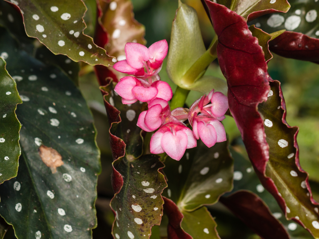 Angel Wing Begonia Seeds Care: Step-by-Step Growing Tips from Seed to Bloom