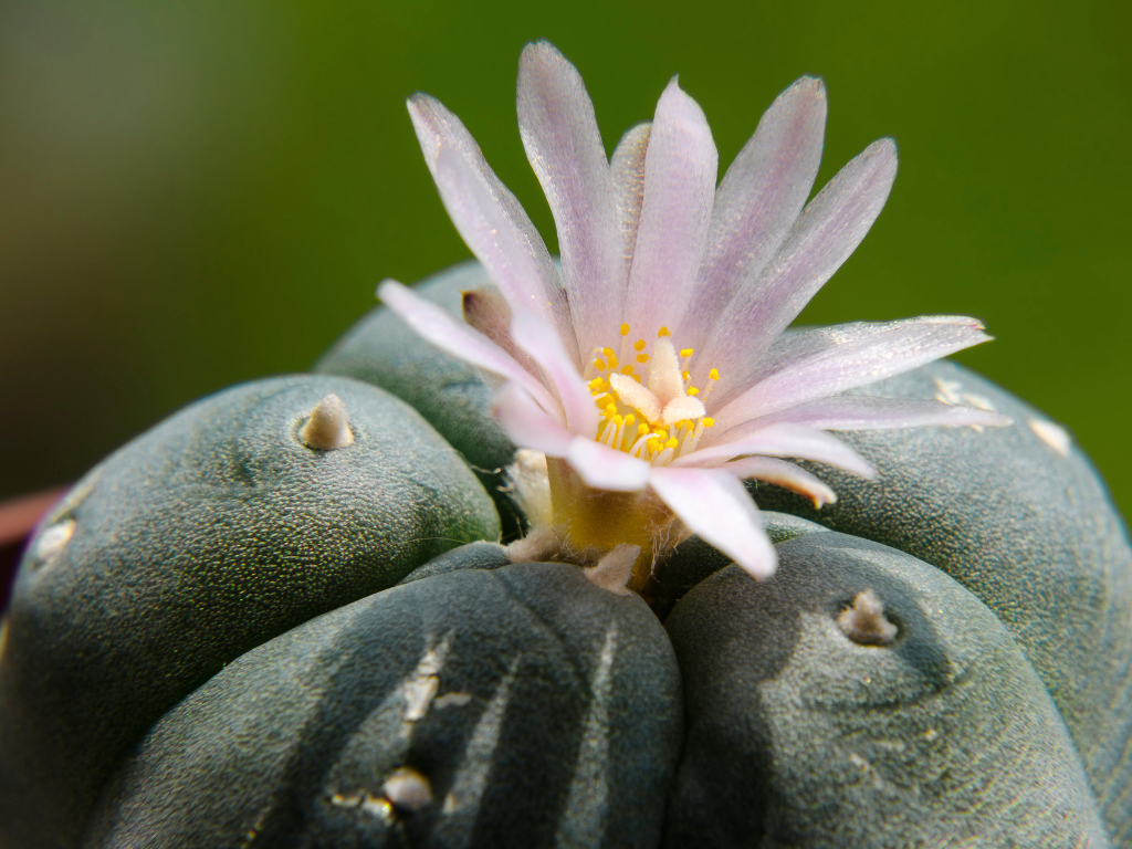 Complete Guide to Astrophytum Asterias Care: Light, Water, and Soil
