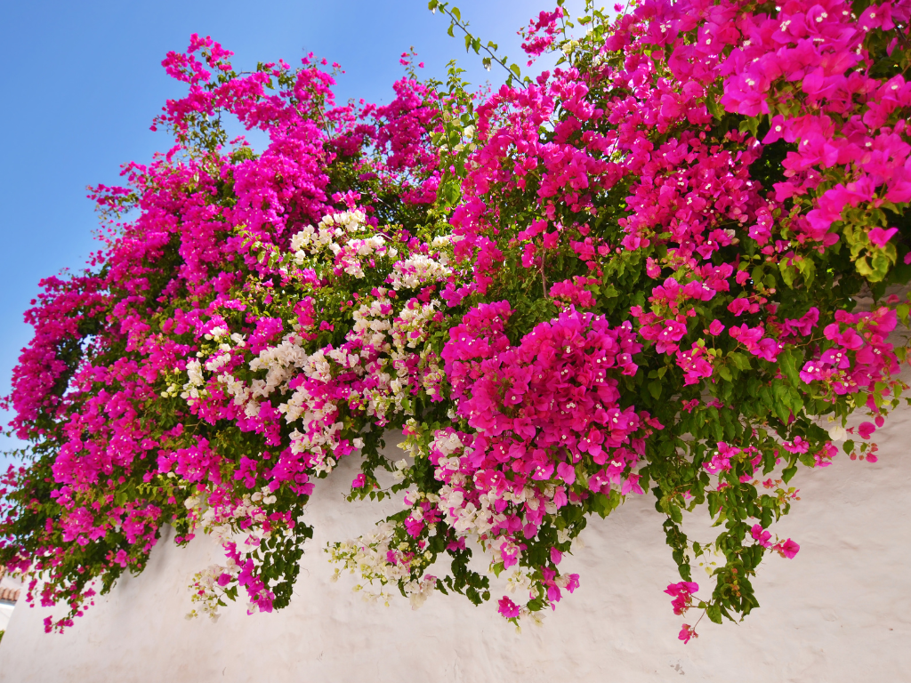 Bougainvillea Tree Care: Pruning, Sunlight, and Watering Tips