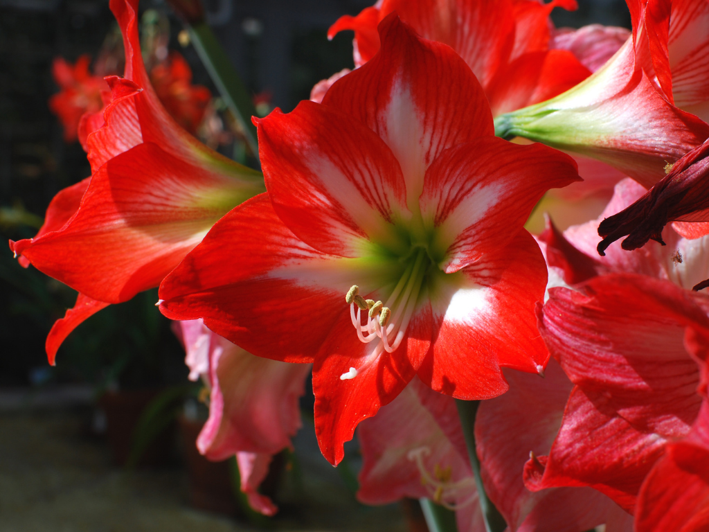 Breck’s Amaryllis Bulbs: Complete Step-by-Step Guide to Growing and Reblooming