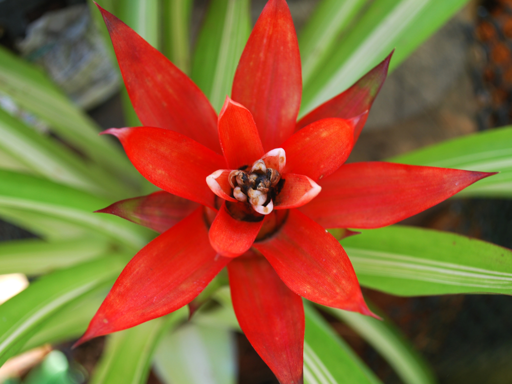 Bromeliad Summer Care: Keeping Your Plant Thriving in the Heat