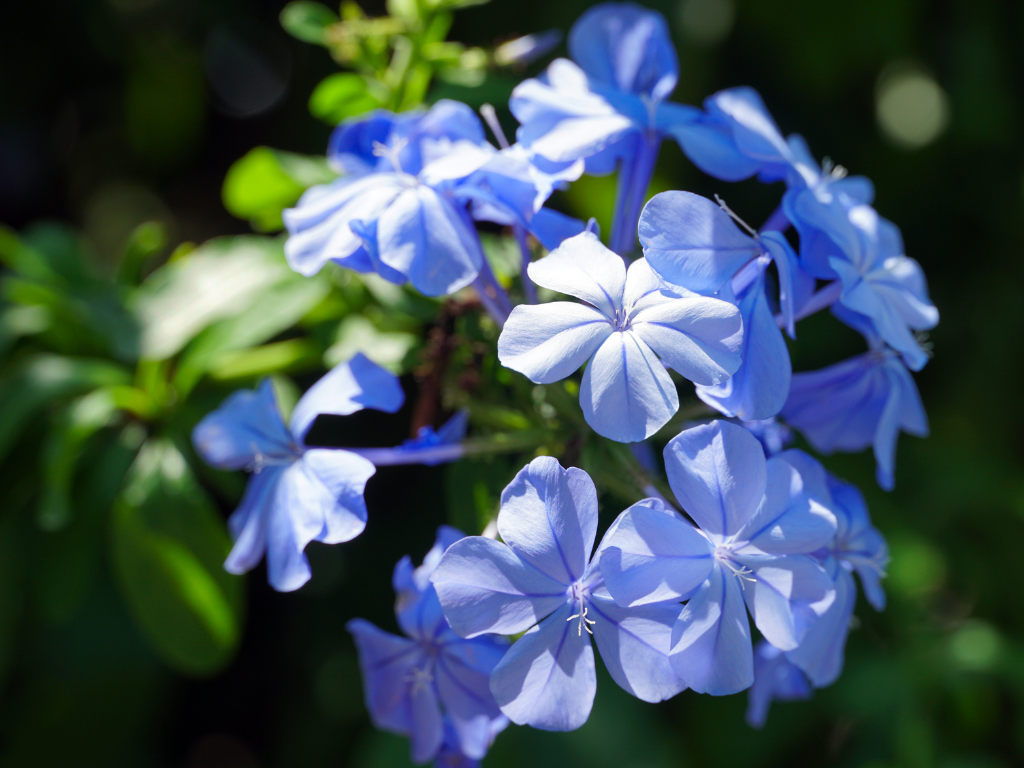 Browallia Speciosa Care Tips: Grow Beautiful Amethyst Flowers