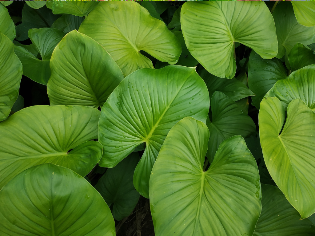 Camouflage Homalomena: The Ultimate Guide to This Stunning Plant