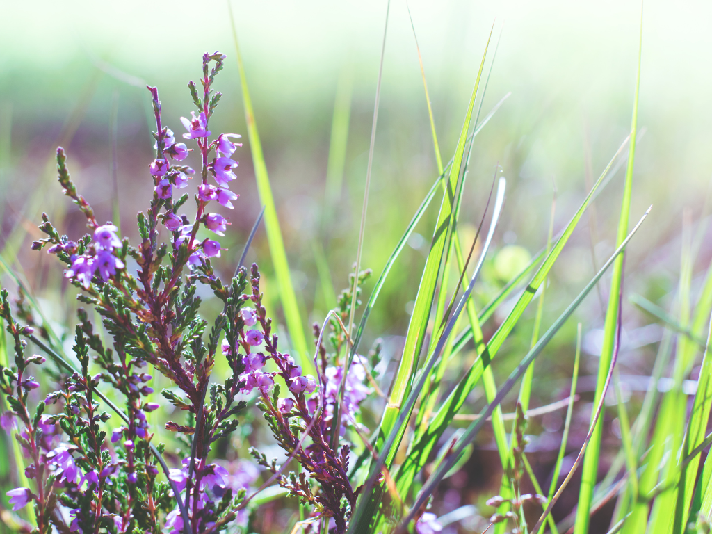 Caring for Erica Carnea: Your Guide to the Winter Heath Plant