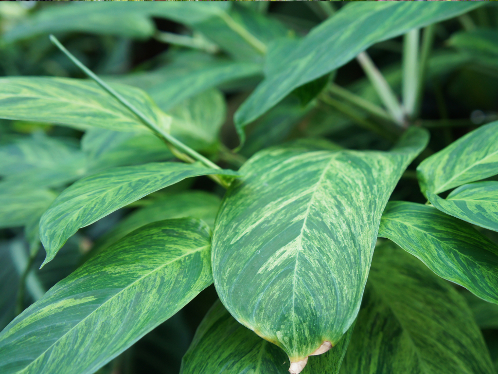 Ctenanthe Bamburanta: A Stunning Prayer Plant for Any Space