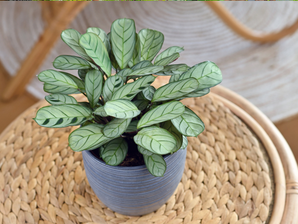 Ctenanthe Burle-Marxii Care Guide: Keep Your Prayer Plant Thriving