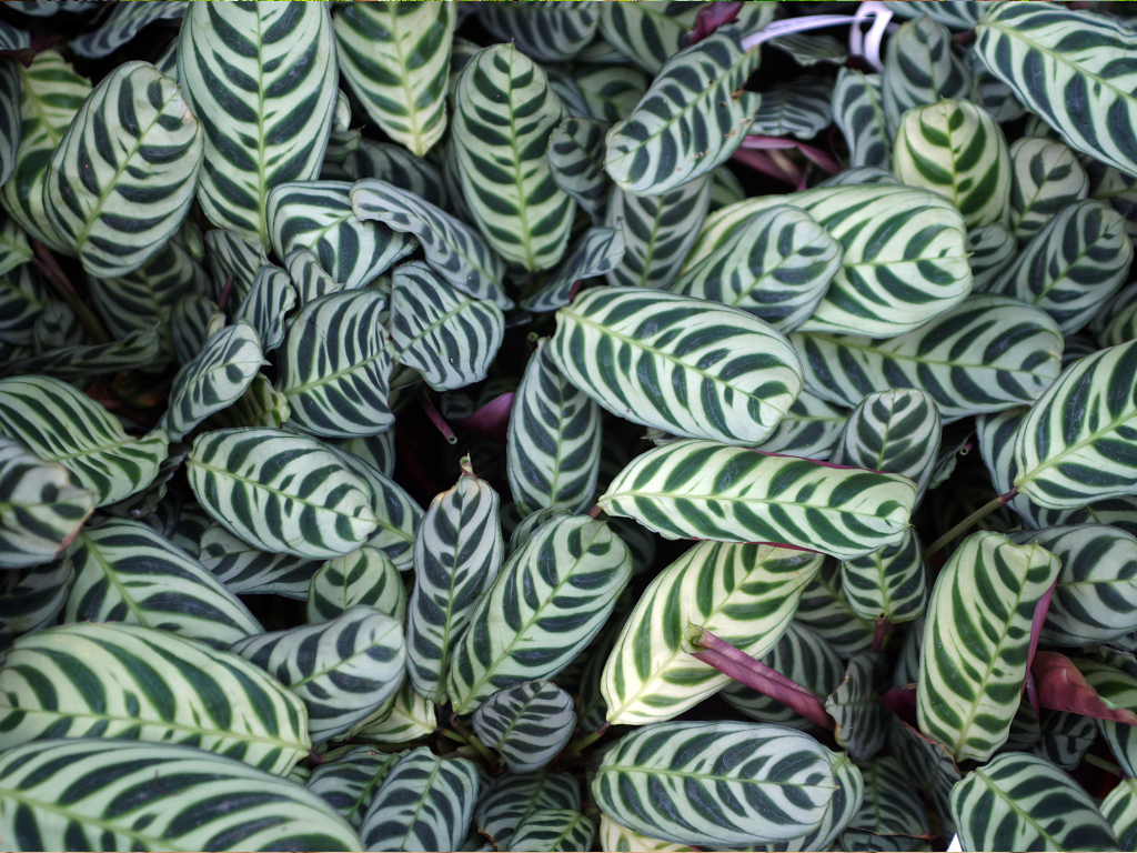 Ctenanthe Lubbersiana Care: The Complete Guide for Beginners