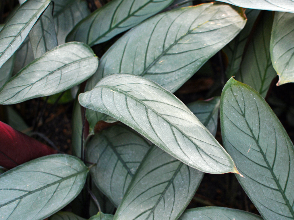 Ctenanthe Setosa Care Guide: Keep Your Furry Feather Plant Thriving