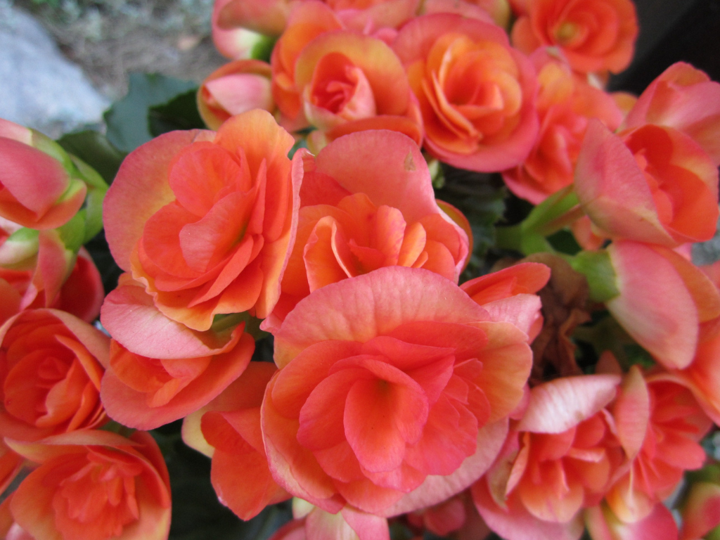 Growing and Caring for Double Begonia Bulbs: A Guide to Lush Blooms