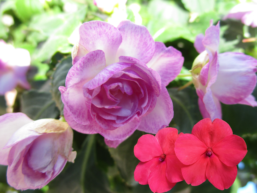 Double Impatiens Flower: Brighten Your Garden