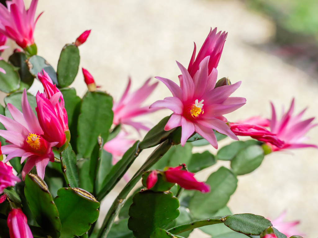 Easter Cactus Care Guide: How to Keep Your Plant Blooming