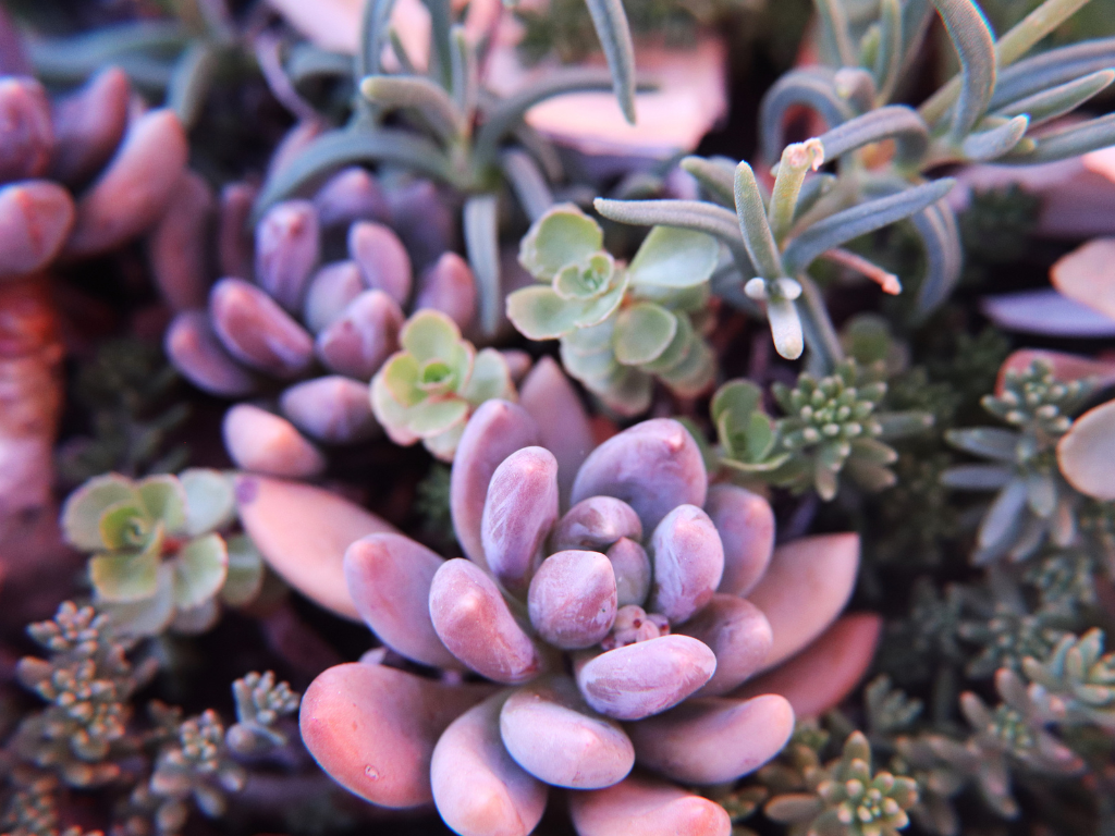 Echeveria Afterglow: Tips for Thriving, Colorful Succulent Growth