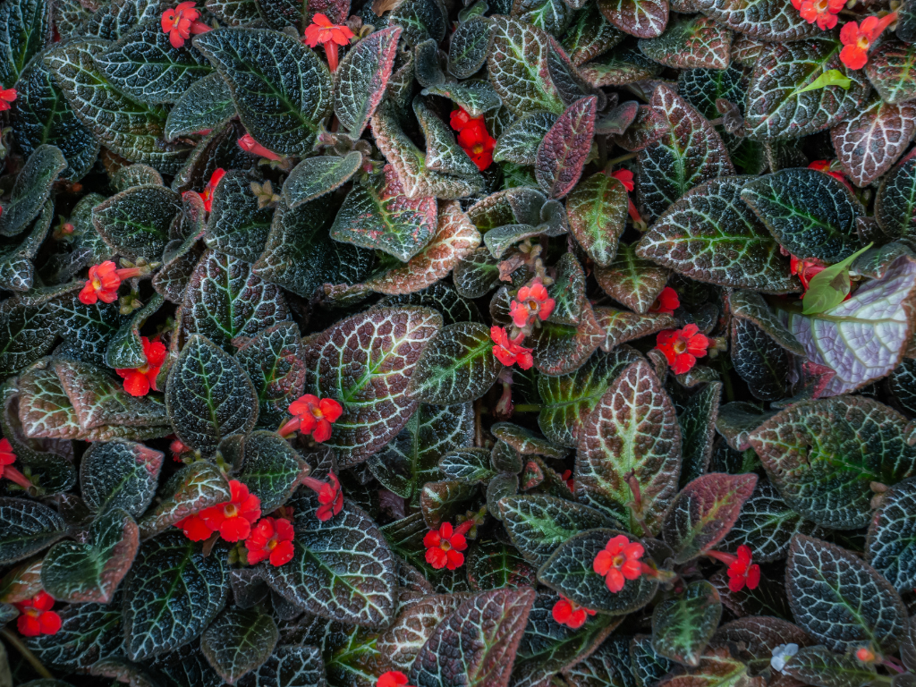 Episcia Flame Violet: The Ultimate Guide to Growing and Caring