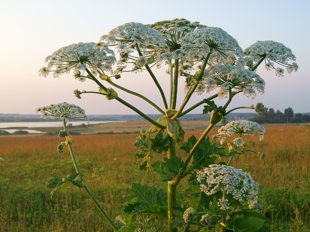 Everything You Need to Know About Hogweed Flower (And Why You Should Be Careful)