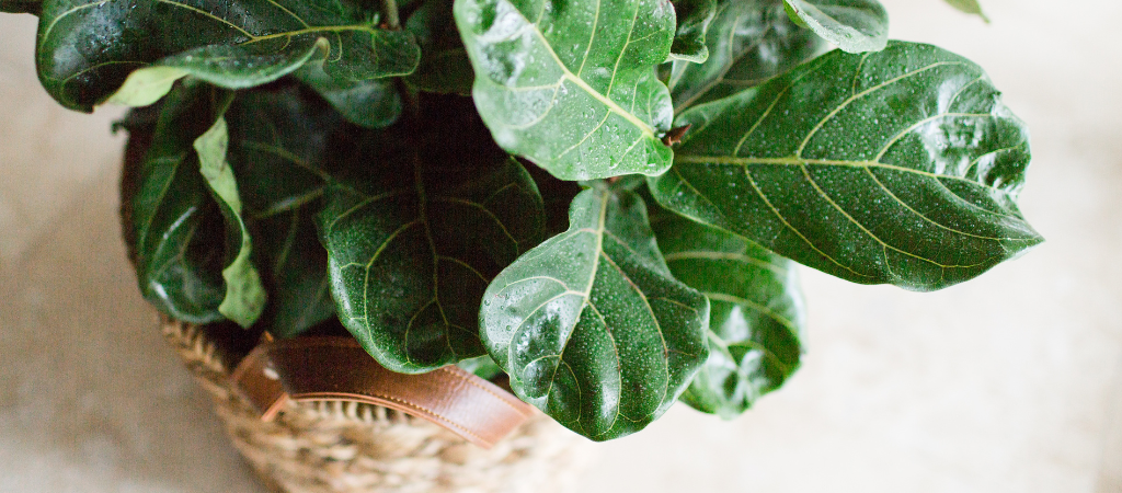 How Often to Water Your Fiddle Leaf Fig: The Ultimate Guide