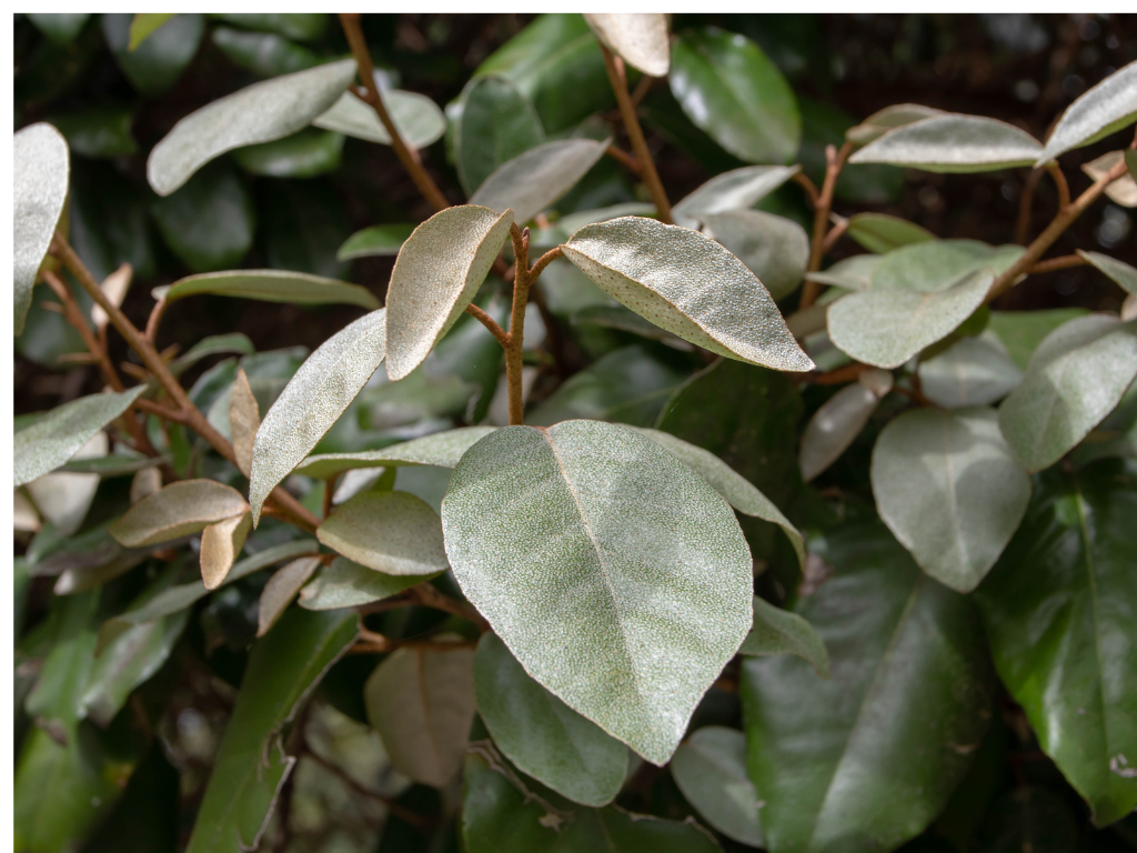 How to Grow and Care for Elaeagnus Ebbingei Year-Round
