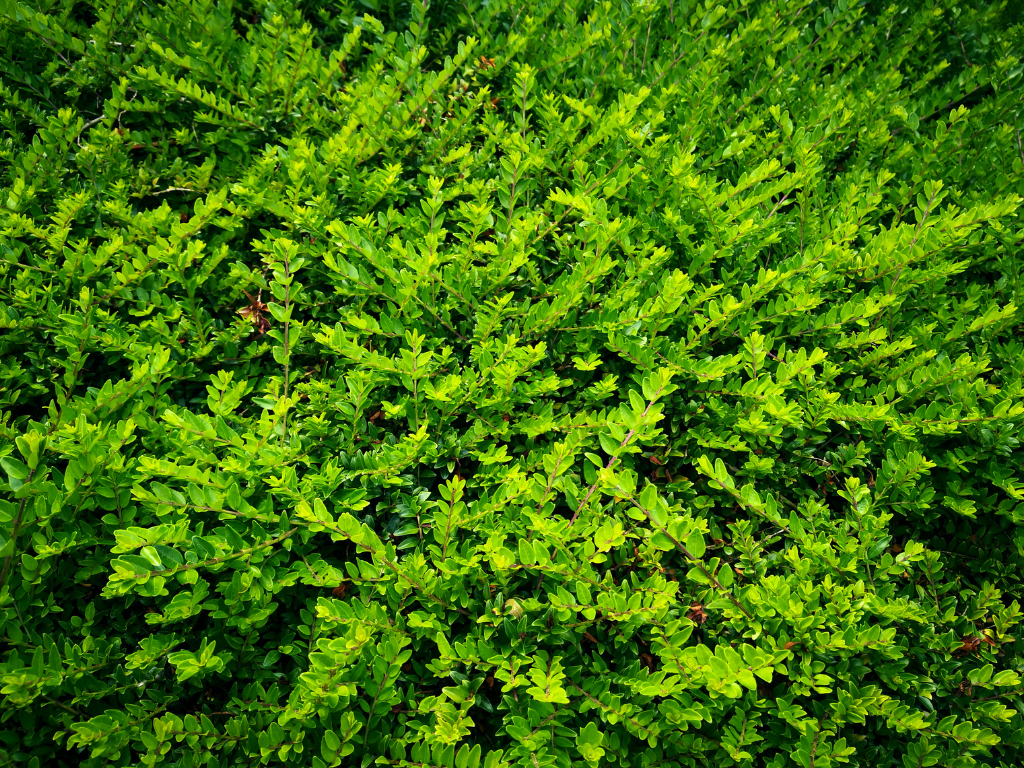 How to Grow and Care for Lonicera Nitida in Your Garden