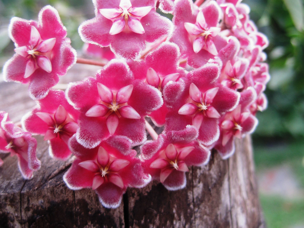 Hoya Pubicalyx in Bloom: A Complete Guidance