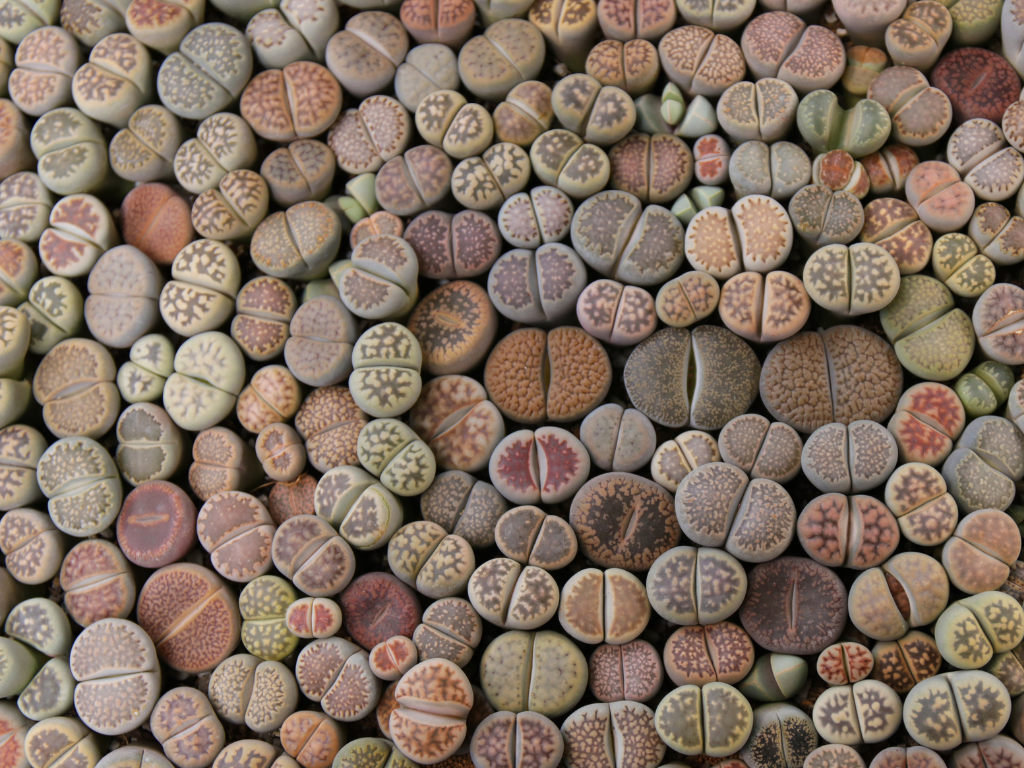 Lithops Seed Care: Tips to Successfully Germinate Living Stones