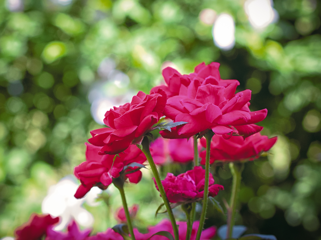 Miniature Knock Out Roses: Big Beauty in a Small Size