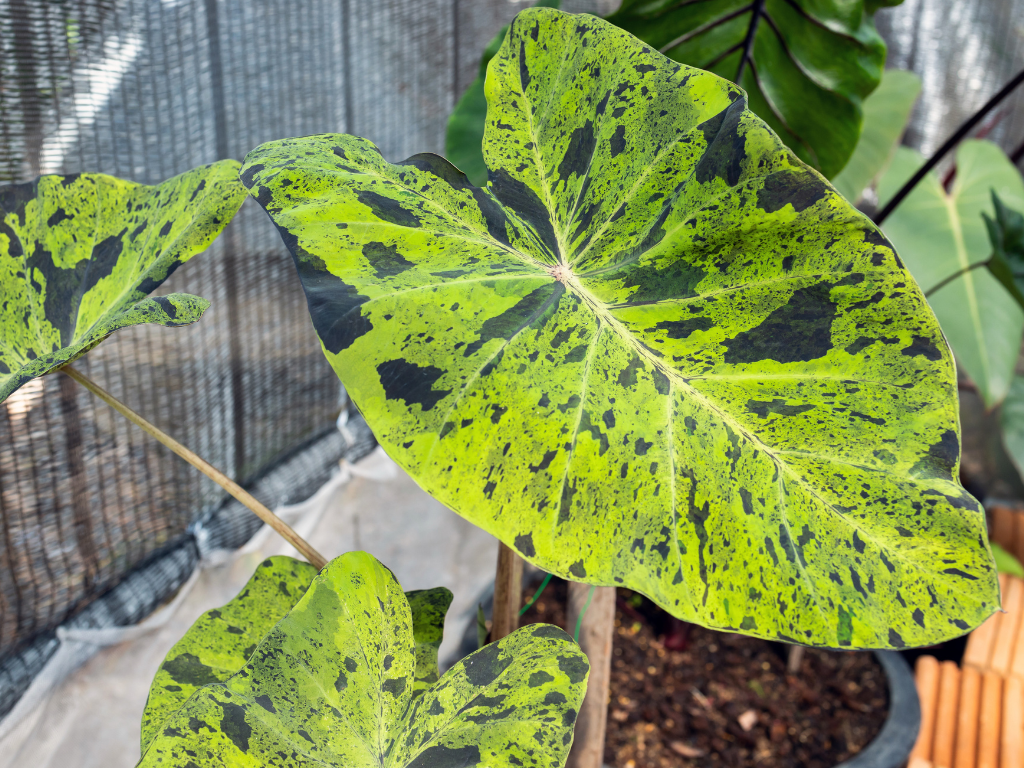 Mojito Elephant Ear Care Tips: From Soil to Sunlight