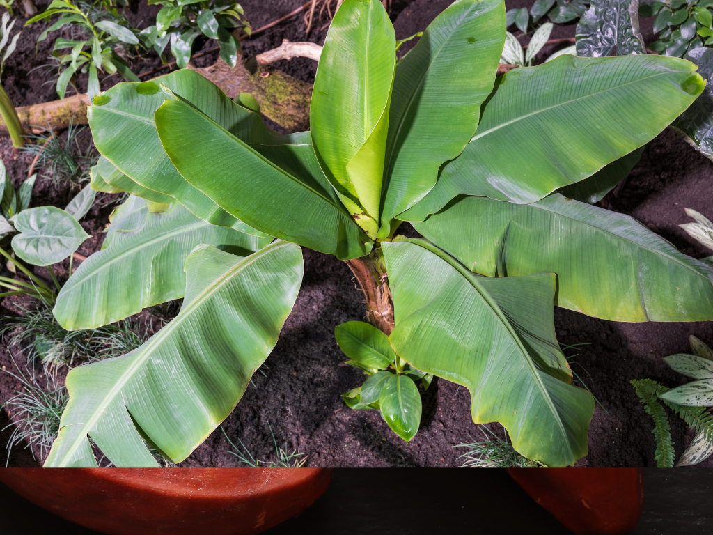 Musa Acuminata: A Guide to Cultivating Wild Bananas at Home