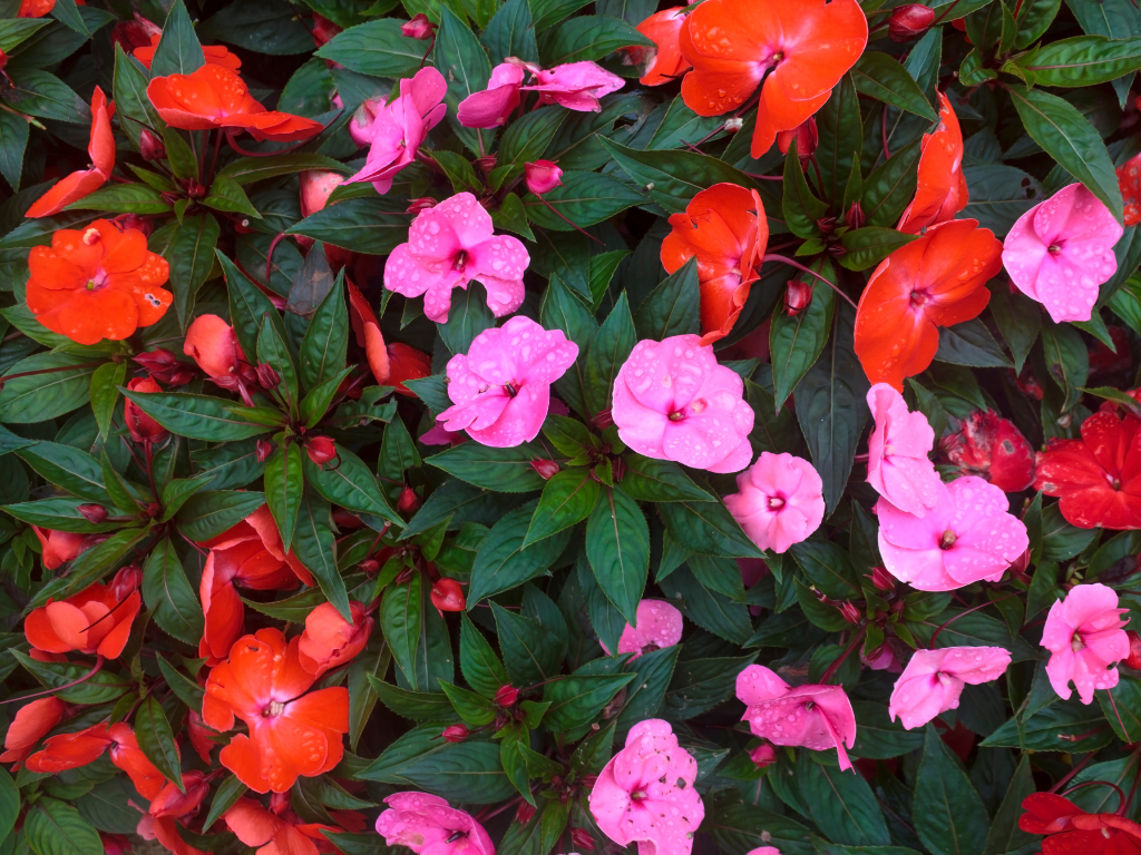Perennial Impatiens: The Colorful Comeback Kings of Your Garden