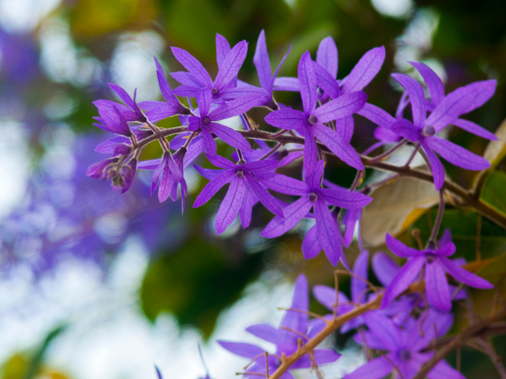 Petrea Volubilis: How to Grow and Care for the Queen’s Wreath Vine