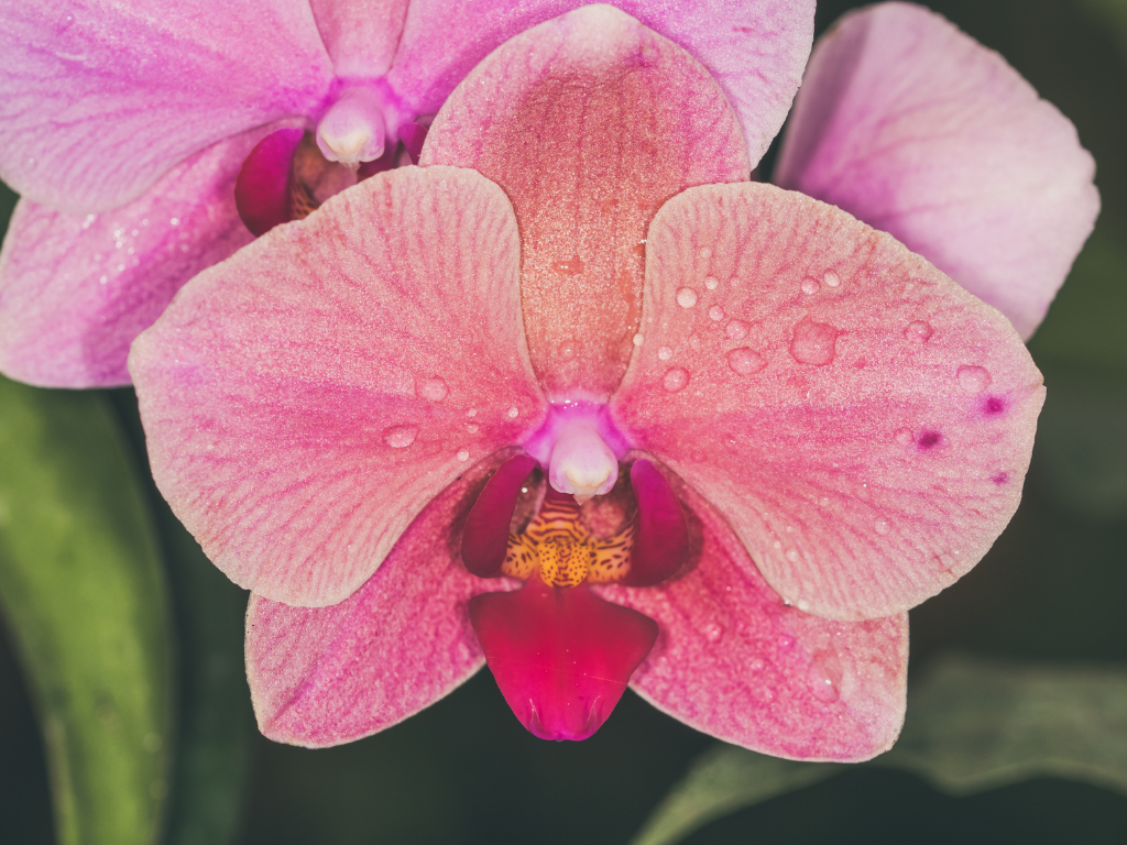 Phalaenopsis Moth Orchid Care: Light, Water, and Repotting Essentials
