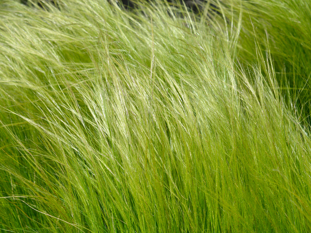Ponytail Grass: The Flowing Beauty Your Garden Needs