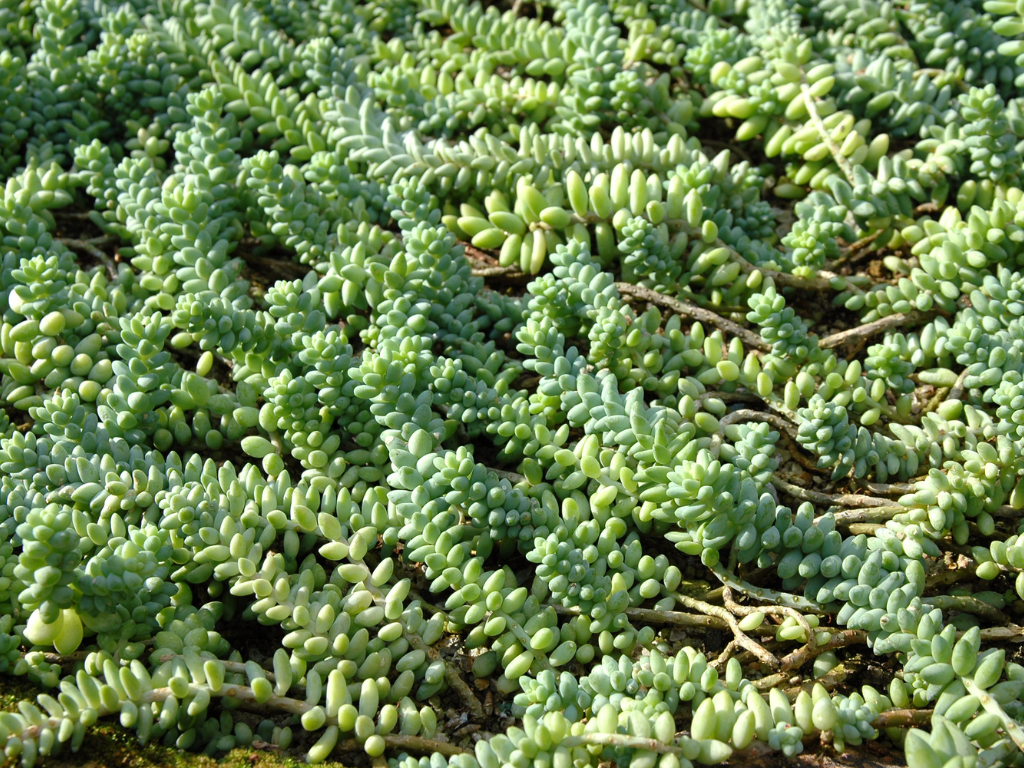 Sedum Burrito Care Guide: How to Keep Your Burro’s Tail Happy