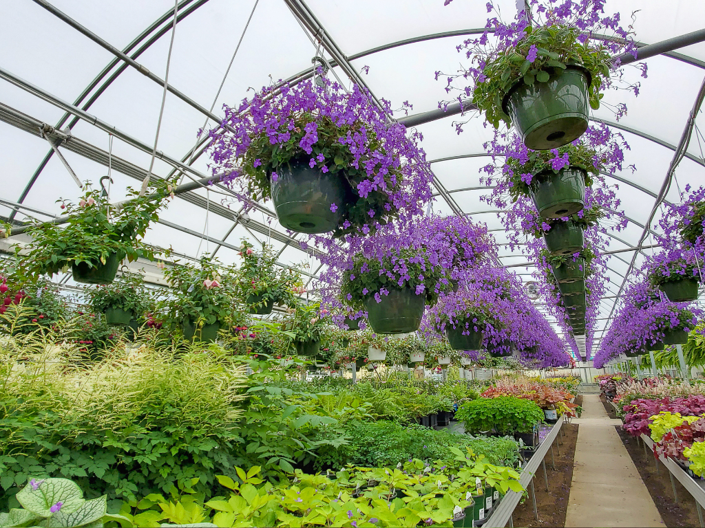Streptocarpella Plant Care Tips: Keep Your Plant Blooming
