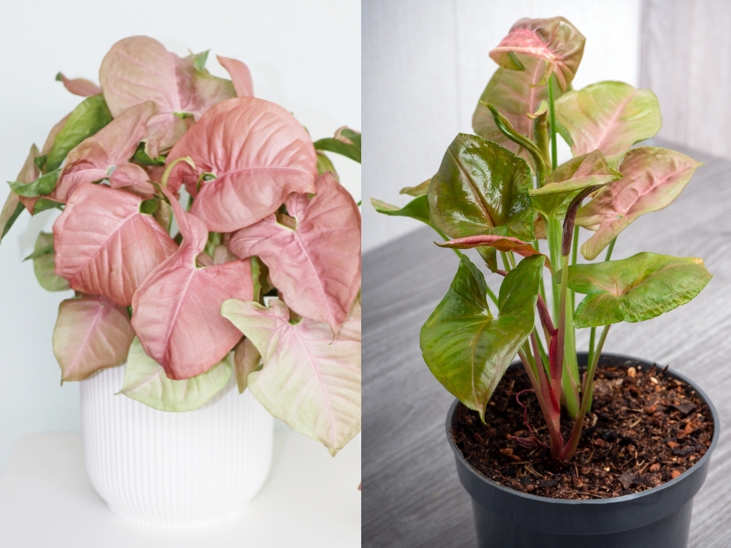 Syngonium Neon Robusta: Complete Care Guide Tips for Thriving