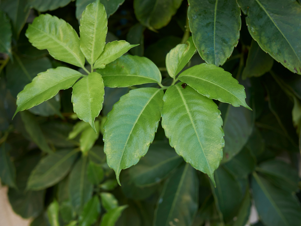 Tetrastigma Voinierianum Care Guide: Light, Water, and Propagation Tips