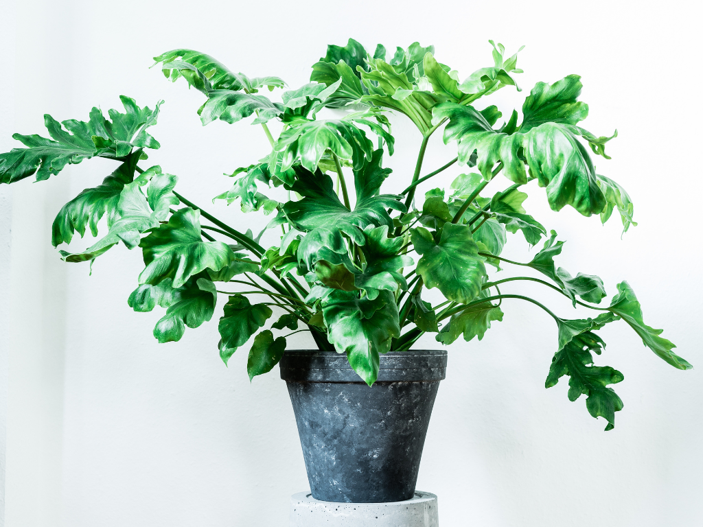 Thaumatophyllum Selloum: The Tropical Statement Plant You’ll Love