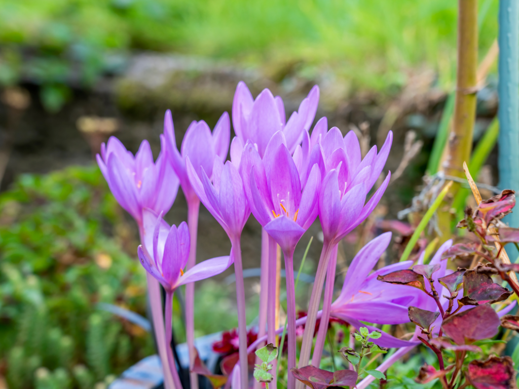 The Allure and Care of Colchicum Autumnale: Your Guide to the Autumn Crocus