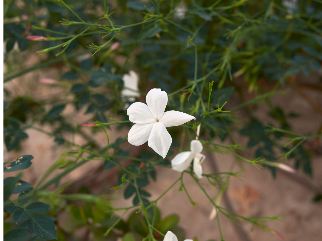 The Allure of Jasminum Grandiflorum: A Comprehensive Guide to Spanish Jasmine