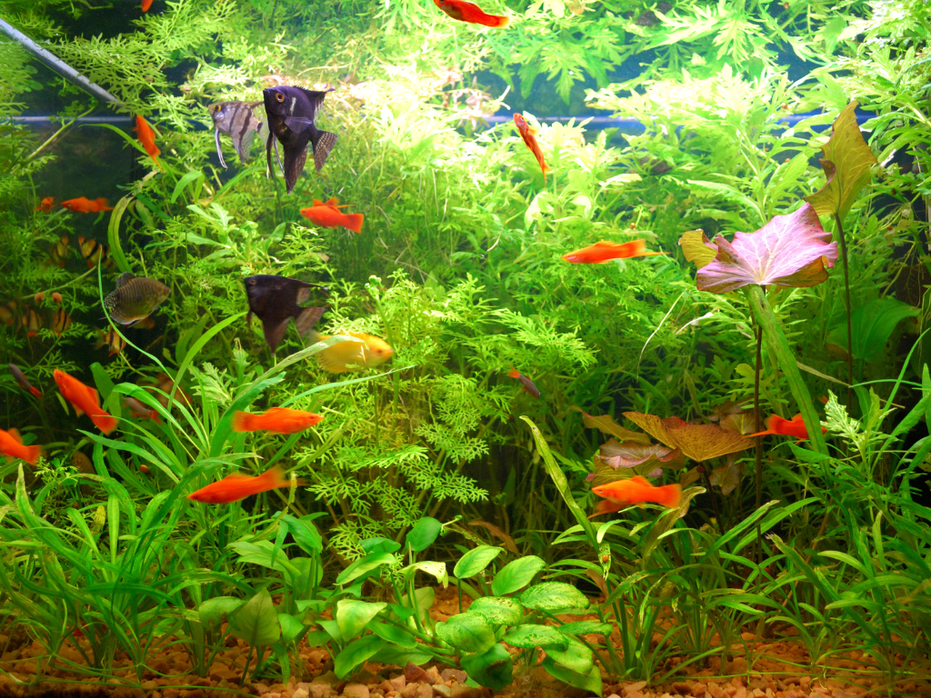The Best Aquarium Plants for Goldfish: Safe, Hardy, and Beautiful Options