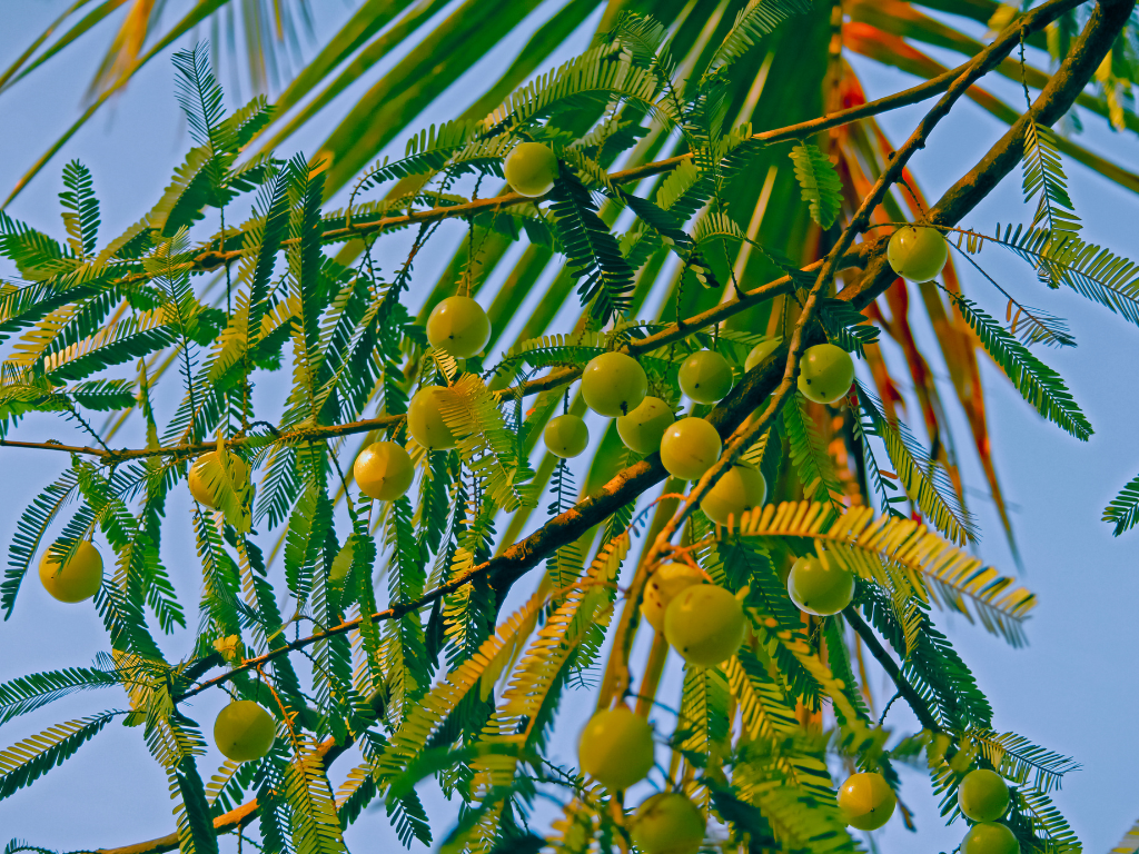 The Incredible Benefits of Emblica Officinalis: A Deep Dive into Amla’s Nutritional Superpowers