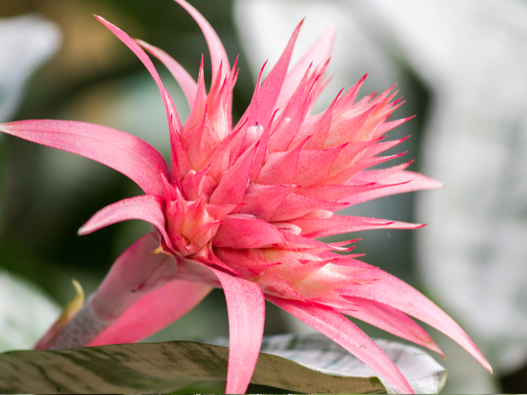 The Pink Bromeliad: Nature’s Living Bouquet for Your Home