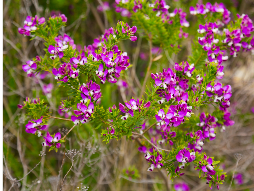 The Sweet Pea Shrub: A Guide to Growing Polygala Myrtifolia