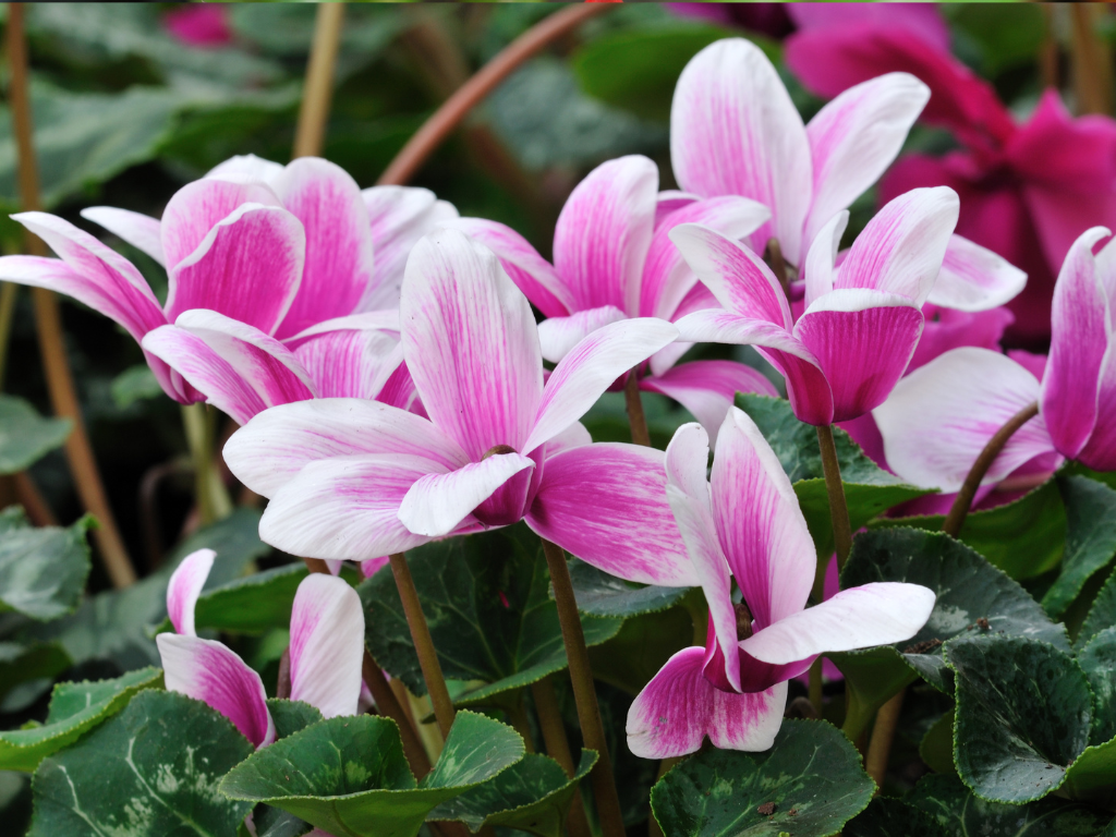 The Timeless Appeal of Artificial Cyclamen: Your Ideal Year-Round Décor Solution