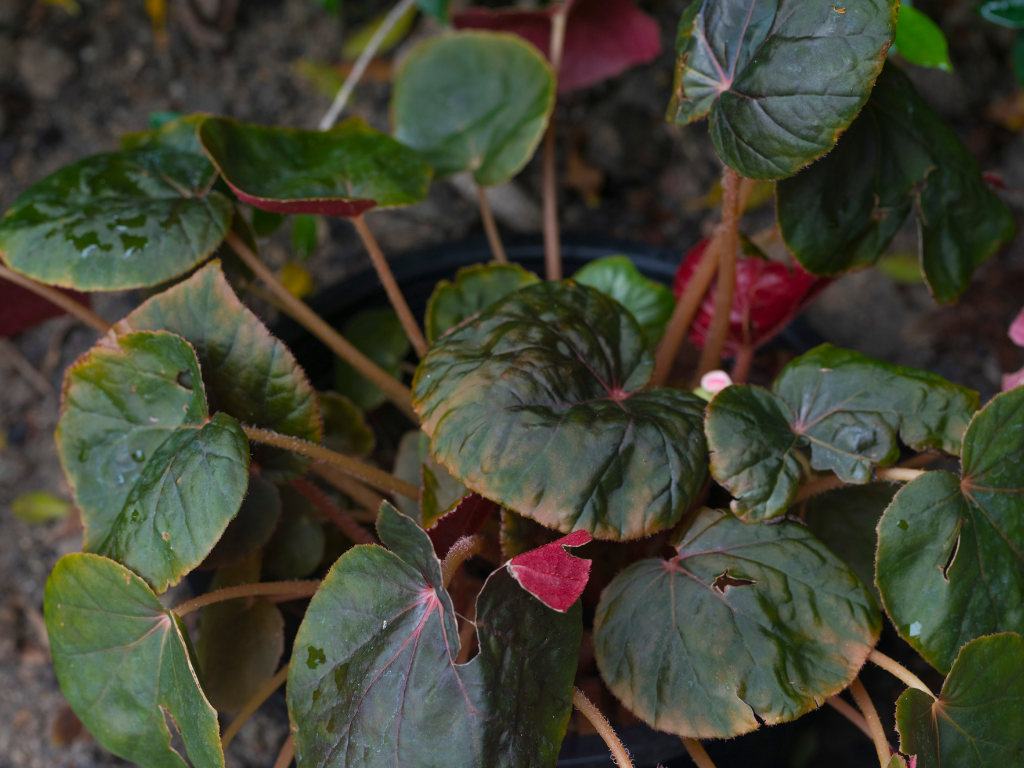 The Ultimate Guide to Begonia Masoniana: Care Tips for Your Iron Cross Begonia