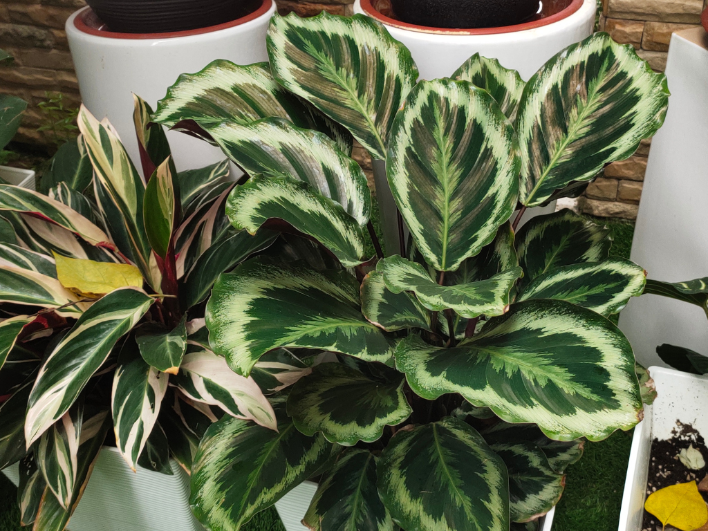 The Ultimate Guide to Calathea Louisae Care: A Tropical Gem for Your Home